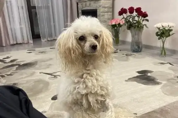 Пропал собака, Батинская улица, Тверь - возраст 15 лет, плохо видит и слышит - photo