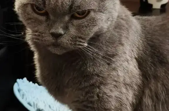 Пропала кошка, Судостроительная улица, 3, Кострома - отсутствует один зуб - photo