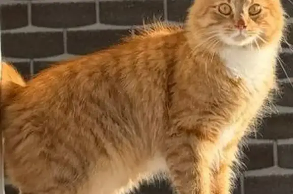 Пропал кот, проспект Римского-Корсакова, Санкт-Петербург - рыжий с белыми лапами - photo