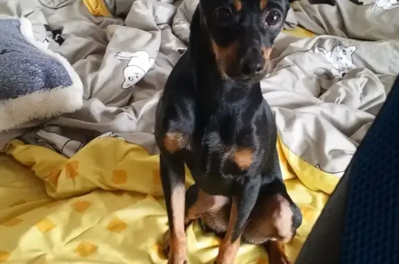 Пропал той терьер, мужской, улица Карла Маркса, Белорецк - photo