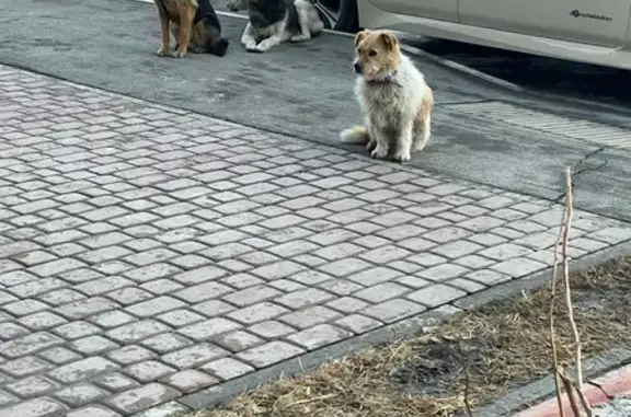 Найдена собака, Иркутск, фото: Найден собака, улица Лермонтова, Иркутск