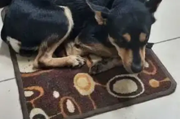 Объявления о пропавших и найденных животных, Серов, фото: Найдена собака, улица Кирова, 49/9, Серов - умная с чёрным ошейником