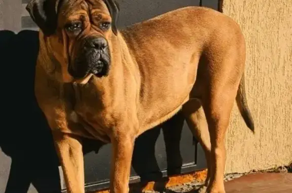 Пропала собака, Волгоград, Волгоградская область - взрослая девочка кане-корсо - photo