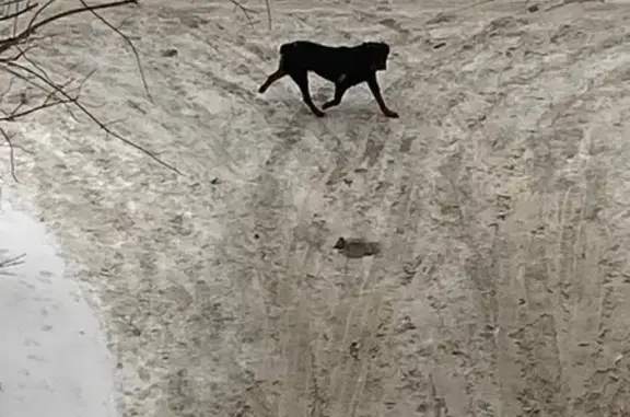 Найдена собака, Томск, фото: Найден собака, Овражный переулок, Томск - ухоженный ротвейлер