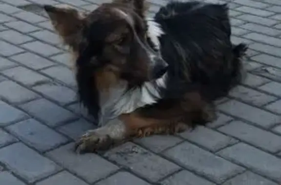 Найдена собака, Москва, фото: Найдена собака, Ленинградское шоссе, 63 к1, Москва