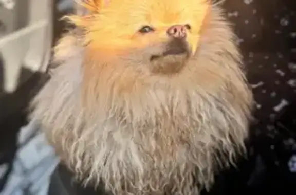 Пропала собака, Донской проезд, городской округ Тольятти - photo