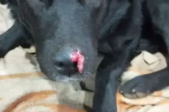 Пропал собака, мужской, улица Новый Путь, 6, Хрущёво - шрам на левой ноздре - photo