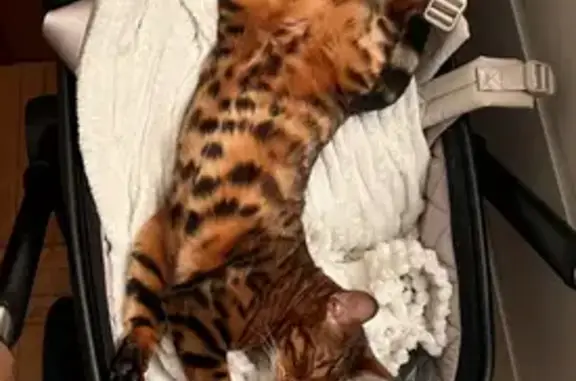 Найдена кошка, Москва, фото: Найдена кошка, Волоколамское шоссе (дублёр), 7Б, Москва - рыже-пятнистая с заломом на ухе