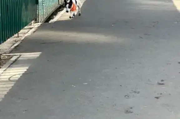 Найдена собака, Саратов, фото: Найден собака, Советская улица, Саратов - Джек Рассел в бандане