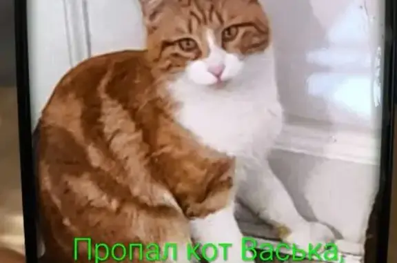 Пропал кот, Староклубная улица, 16, городской округ Сириус - рыжий с белым животом - photo