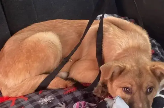 Пропал собака, Красноярск, Красноярский край - видели в Северном - photo