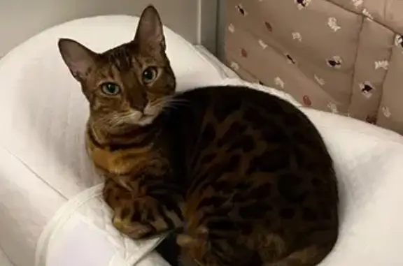 Пропала кошка, Волоколамское шоссе (дублёр), 7Б, Москва - photo