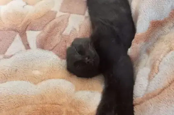 Пропал кот, Революционная улица, 27, Рубцовск - черный, без кончика уха - photo