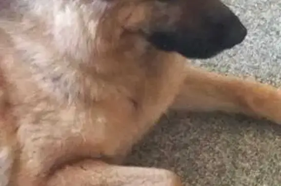 Найдена собака, Петровское, фото: Найдена собака, Петровское, Московская область - восточноевропейская овчарка