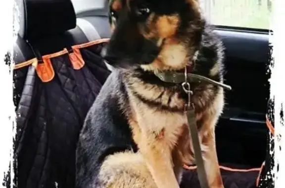 Пропал собака, Школьная улица, 32, Видное - рыже-чёрный - photo