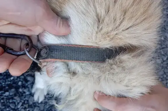 Найдена собака, Серов, фото: Найдена собака, женский пол, улица Максима Горького, Серов