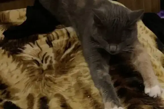 Пропала кошка, 2-я Краснодарская улица, 149 к3, Ростов-на-Дону - дымчатого окраса - photo