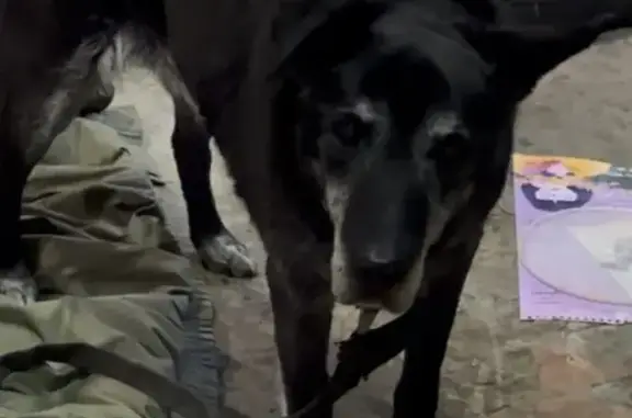 Пропала собака, женский пол, Климовская улица, 7А, Нижний Новгород - старенькая, медленно ходит - photo