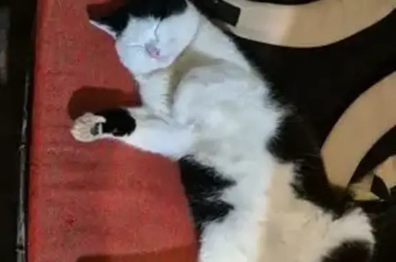 Пропал кот, Александровская улица, 81А, Новочеркасск - чёрно-белый, добрый и отзывчивый - photo