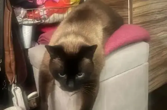 Пропал кот, проспект Луначарского, Череповец - сиамский, 13 лет - photo