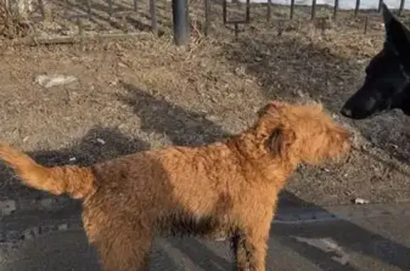 Найдена собака, Марусино, фото: Найдена собака, девочка, Марусино, Московская область - рыжая, бегает около сада 59 и школы номер 28