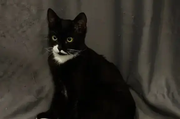 Объявления о пропавших и найденных животных, Воронеж, фото: Найден кот, Ленинский проспект, 203, Воронеж - ласковый и контактный