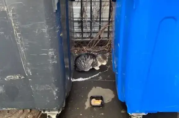 Найдена кошка, Москва, фото: Найдена кошка, Сеченовский переулок, 5, Москва - серый ошейник с колокольчиком