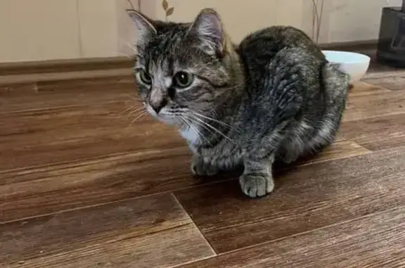 Объявления о пропавших и найденных животных, Воронеж, фото: Найдена кошка, Минская улица, 69/2, Воронеж - окрас камышовой кошки