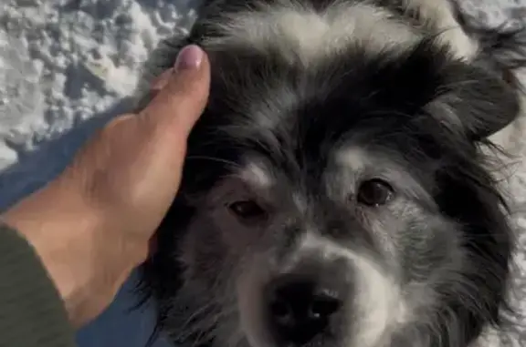 Собаки потеряшки, Ерёмино, фото: Потеряшка собака, Ерёмино, Московская область - чёрная с белым, пугливая