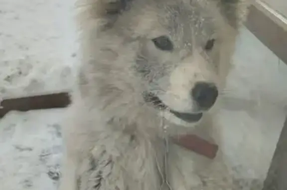 Пропала собака, женский пол, 30-я Северная улица, 39, Омск - серо-белая, азиатский разрез глаз - photo