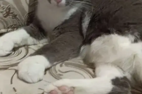 Пропал кот, улица Желябова, Ангарск - белый с серым - photo