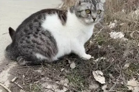 Найдена кошка, Волгоград, фото: Найдена кошка, Грузинская улица, 29, Волгоград - домашняя, очень голодная
