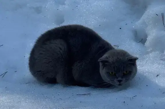 Объявления о пропавших и найденных животных, Заволжское, фото: Найдена кошка, Заволжское сельское поселение, Заволжское - серый цвет, жёлтые глаза