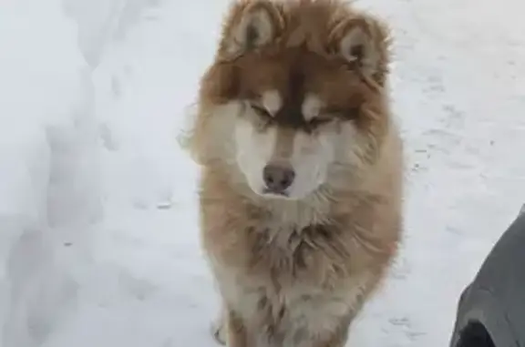 Найден собака, Козьмодемьяновка - смесь хаски и маламута - photo