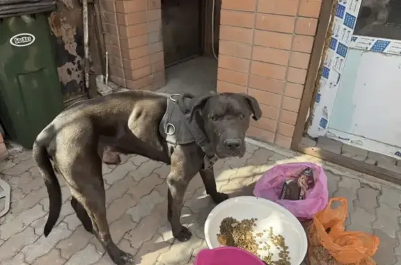 Найдена собака, Ростов-на-Дону, фото: Найден собака, 6-я линия, 81, Ростов-на-Дону - тёмно-коричневый, бегает по Нахичевани