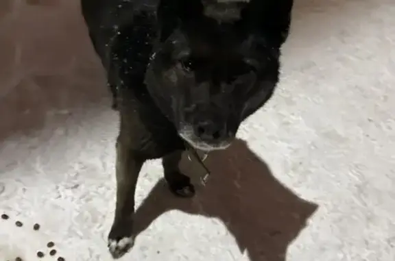 Найдена собака, Томск, фото: Найден собака, улица Степана Разина, 19, Томск