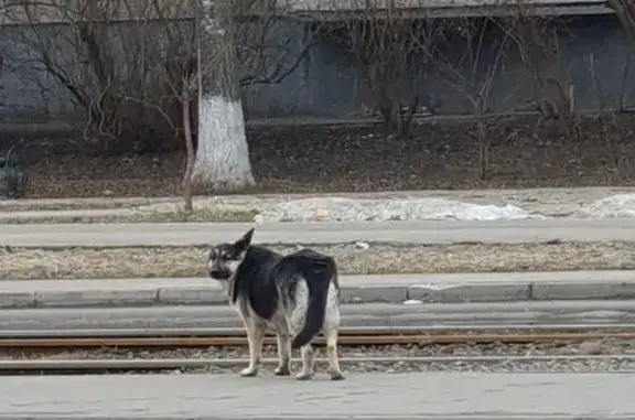 Найдена собака, Орёл, фото: Найдена собака, Комсомольская улица, 249, Орёл - возможно овчарка