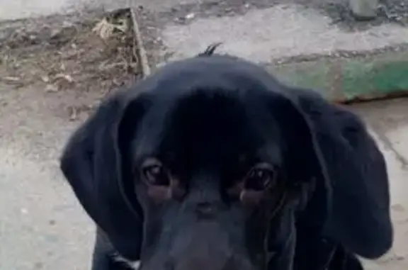 Пропал собака, улица Фадеева, 29, Волгоград - чёрный с белой грудкой - photo