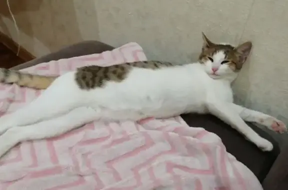 Пропал кот, Дачная улица, Ульяновск - белое пузико и белый клок шерсти в виде сердечка - photo