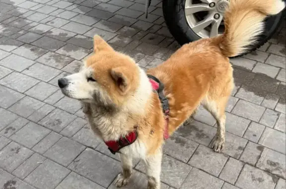 Найдена собака, Казань, фото: Найден собака, улица Натана Рахлина, Казань - добрый, к людям не агрессивный