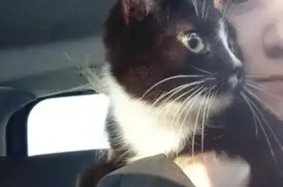 Пропал кот, Почтовая улица, 112, Иваново - черно-белый окрас, кастрирован - photo