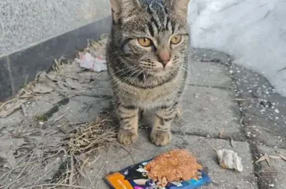 Объявления о пропавших и найденных животных, Ярославль, фото: Найдена кошка, Старая Костромская улица, 3А, Ярославль - ласковая в черном ошейнике