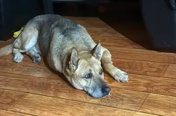 Пропал собака, улица Девичье Поле, Коломна - рыже-коричневый окрас, кличка Сэм - photo