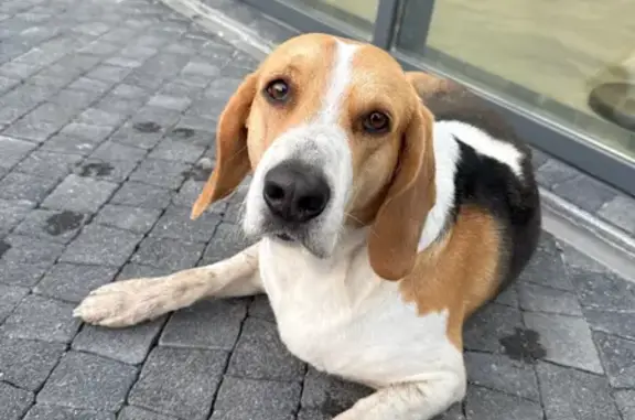 Собака бродит одна в районе улицы Фатыха Амирхана. Выглядит ухожено, похожа на породу бигль, только покрупнее. Контактная. Взгляд добрый и грустный.