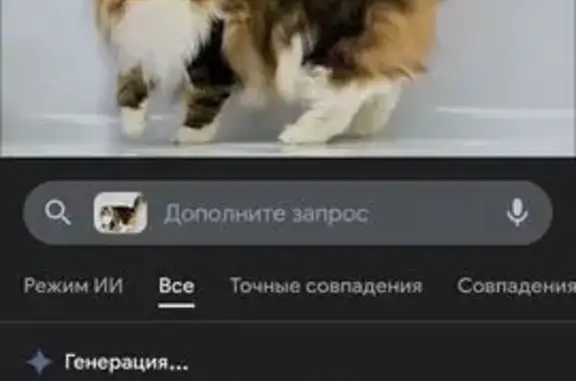 Пропал кот, улица Чапаева, 93, городской округ Пенза - пушистый - photo