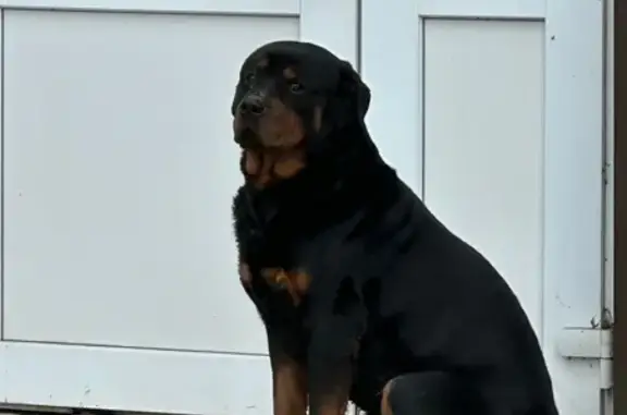 Найдена собака, Воронеж, фото: Найден собака, Новосибирская улица, 23/1, Воронеж - ротвейлер, прихрамывает