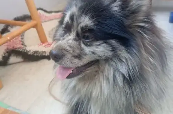 Объявления о пропавших и найденных животных, Горячий Ключ, фото: Найден собака, мраморный немецкий шпиц, Горячий Ключ, Краснодарский край