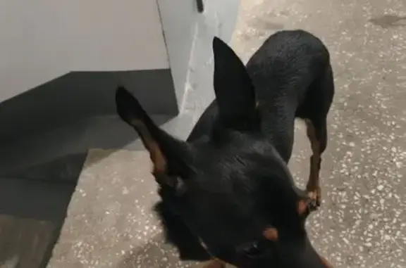 Найдена собака, Челябинск, фото: Найден собака, Солнечная улица, 19, Челябинск - очень добрый, окрас чёрный