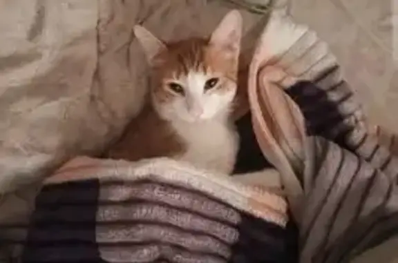 Пропал кот, улица Лобкова, 38, Екатеринбург - рыже-белый, шрам на шее - photo