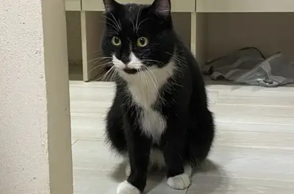 Объявления о пропавших и найденных животных, Томск, фото: Найден кот, Иркутский тракт, 188/1, Томск - черный с белыми лапками